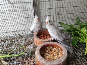 রানিং ককাটেল জোড়া দুটি বাচ্চা সহ বিক্রির জন্য
