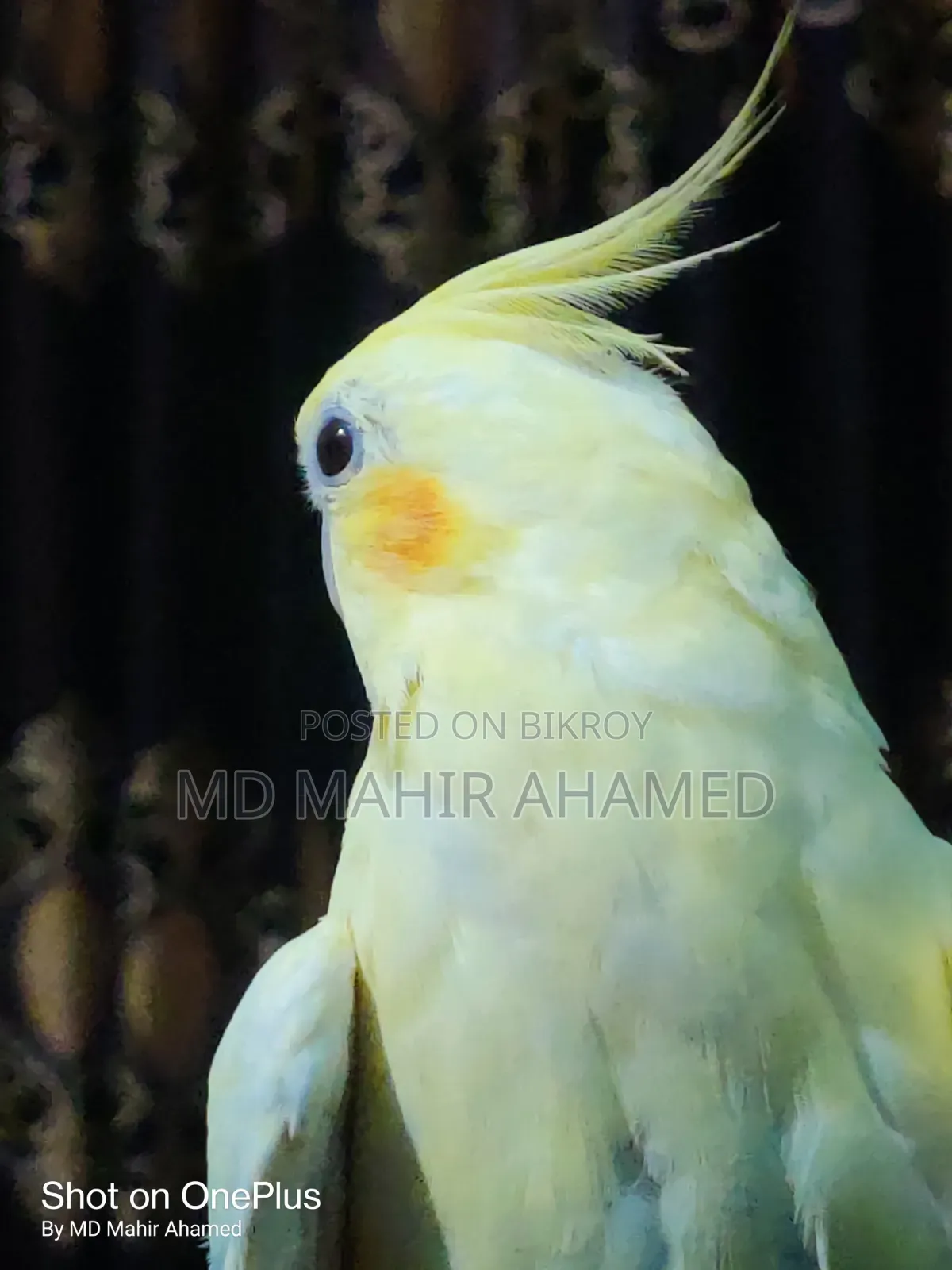 Healthy Bird