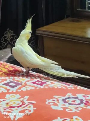 Healthy Bird