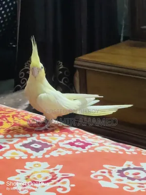 Healthy Bird