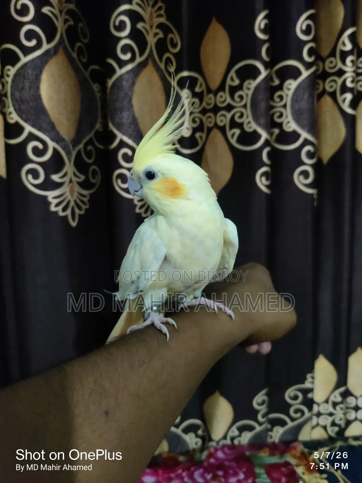 Healthy Bird