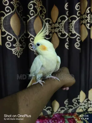 Healthy Bird