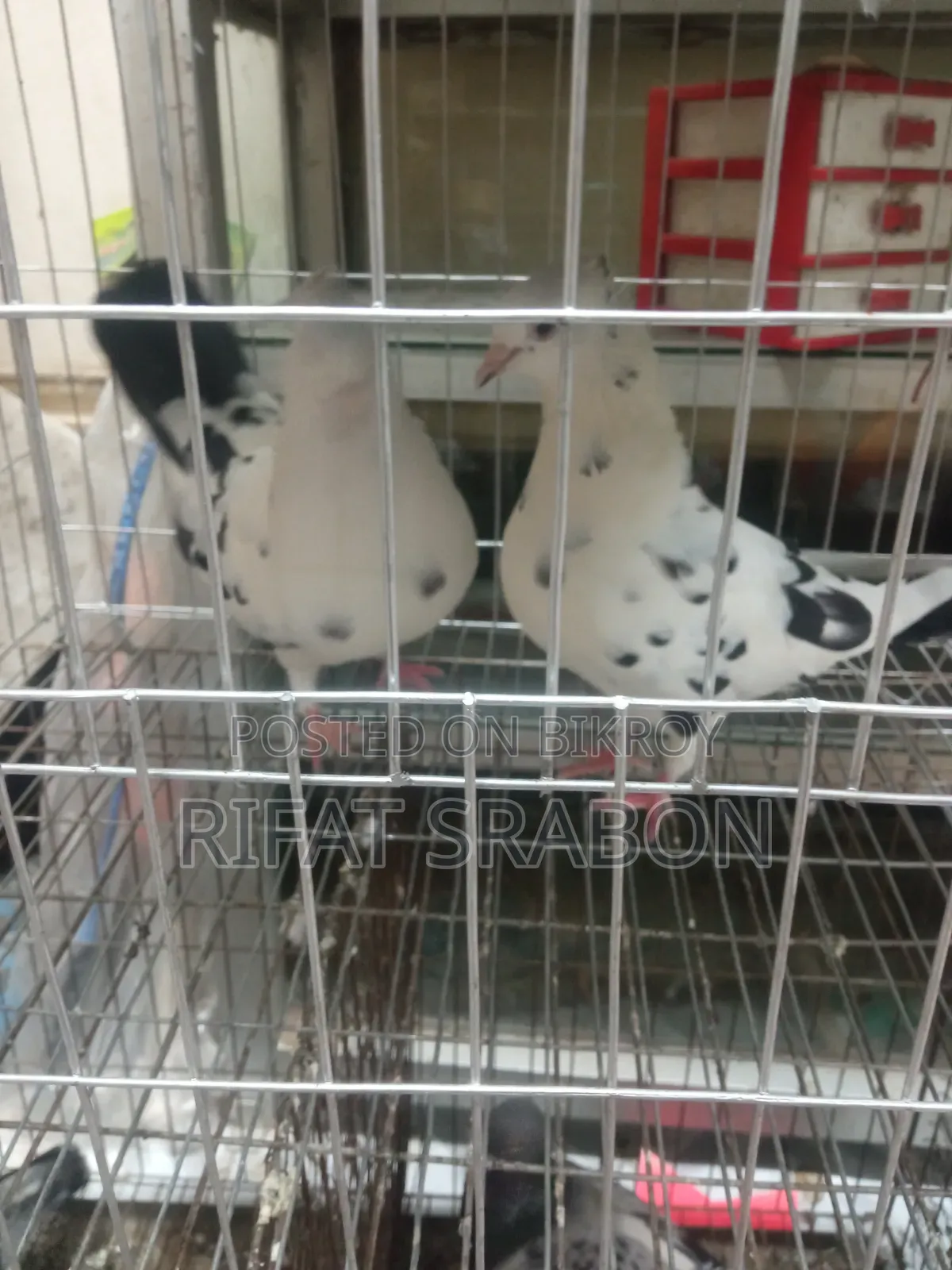 গলা কবুতর