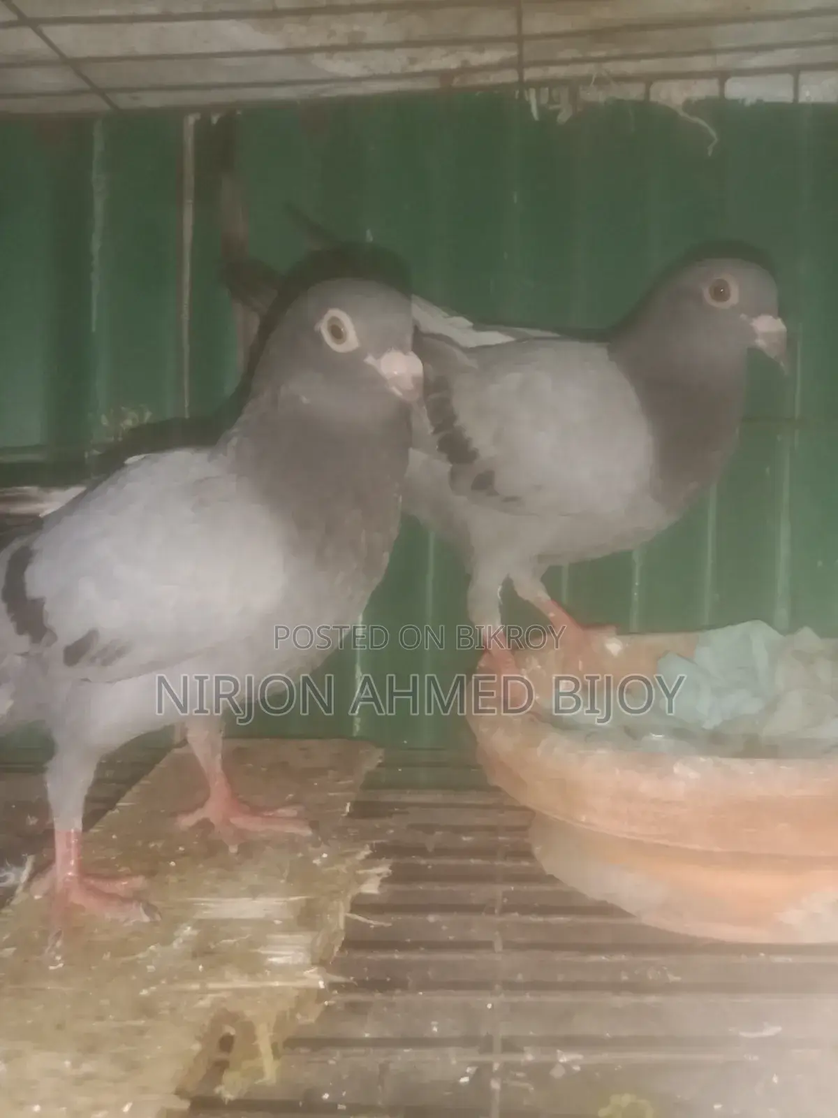 A pair of three-month-old racer pigeon chicks will be sold