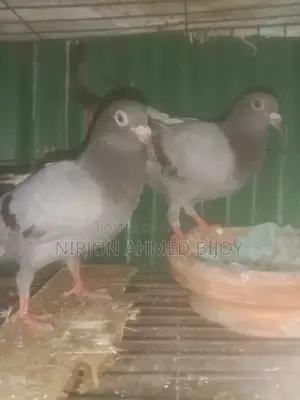 A pair of three-month-old racer pigeon chicks will be sold