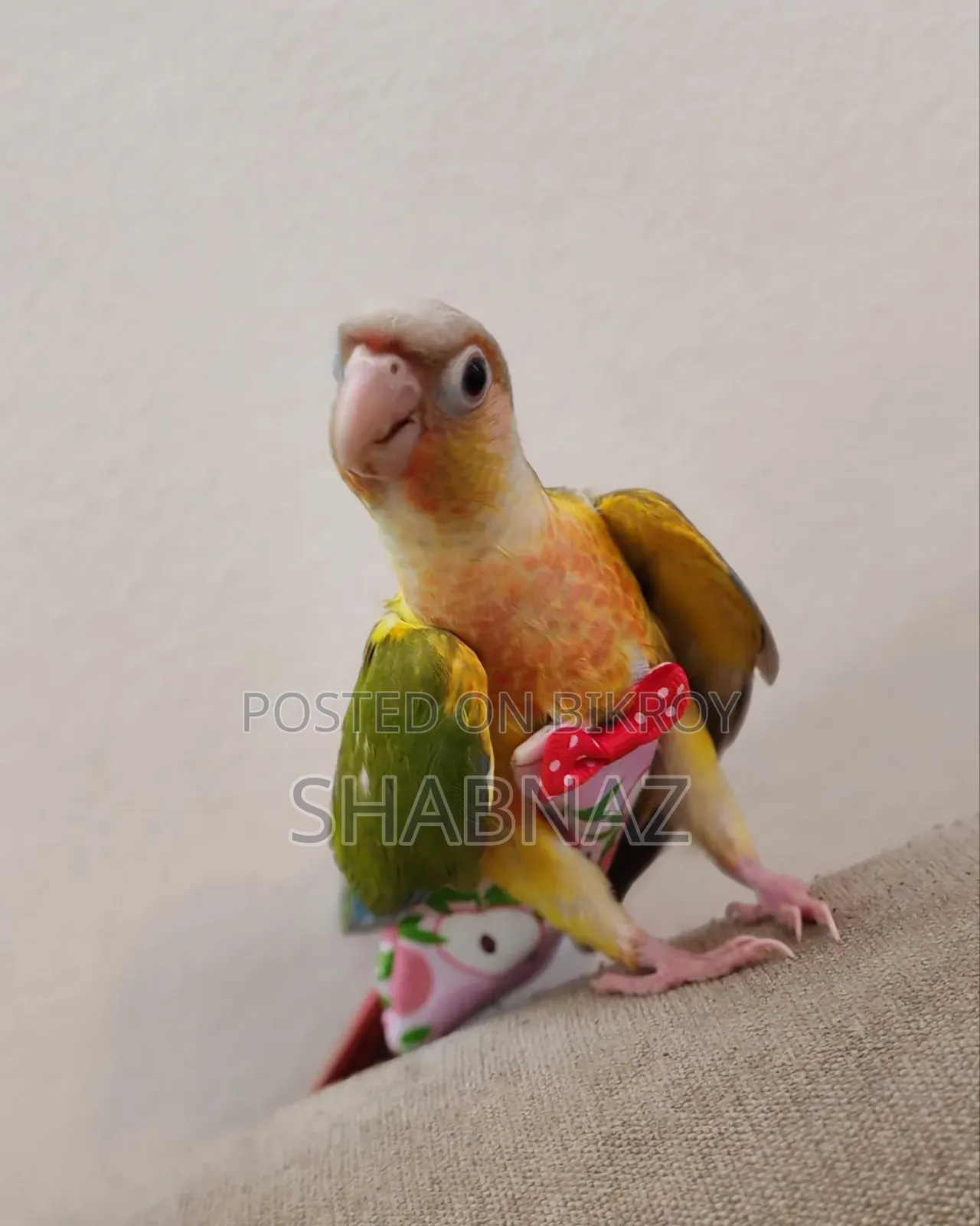 Pineapple Conure - Tame Bird