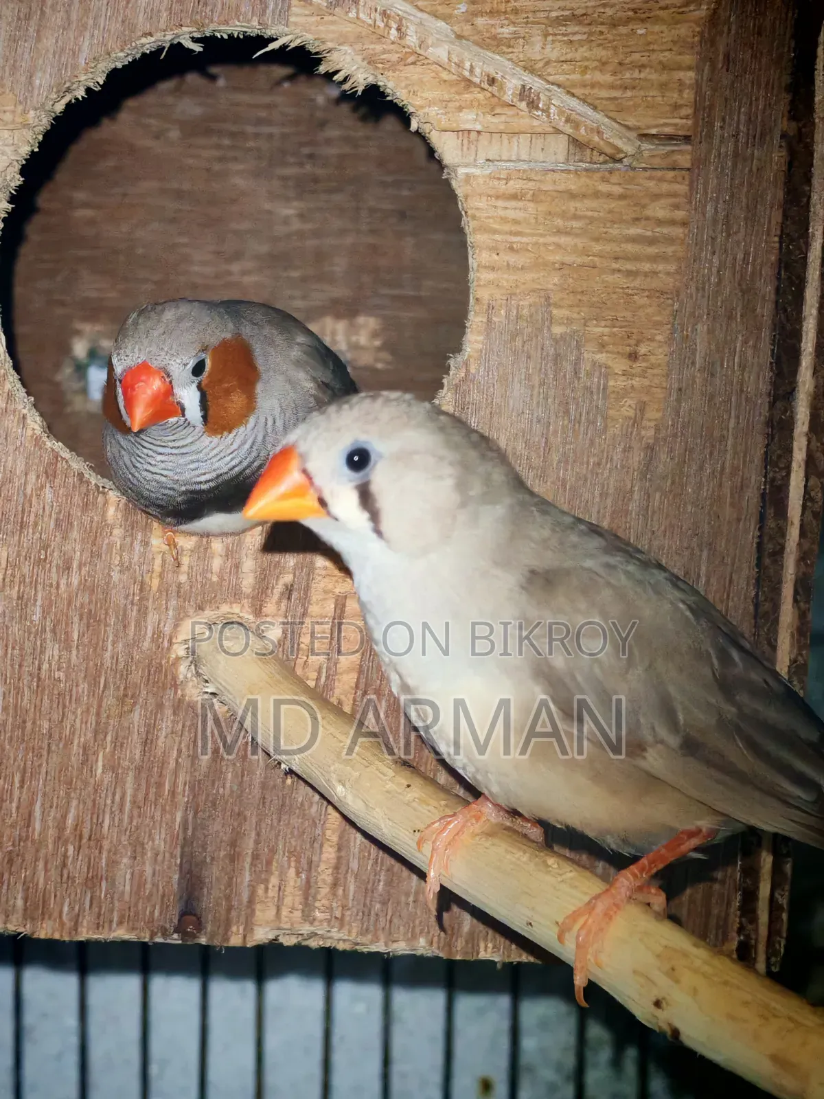 2 Pair Finch + 1 Adult Male Finch