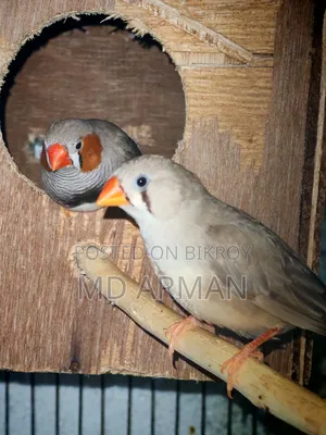 2 Pair Finch + 1 Adult Male Finch