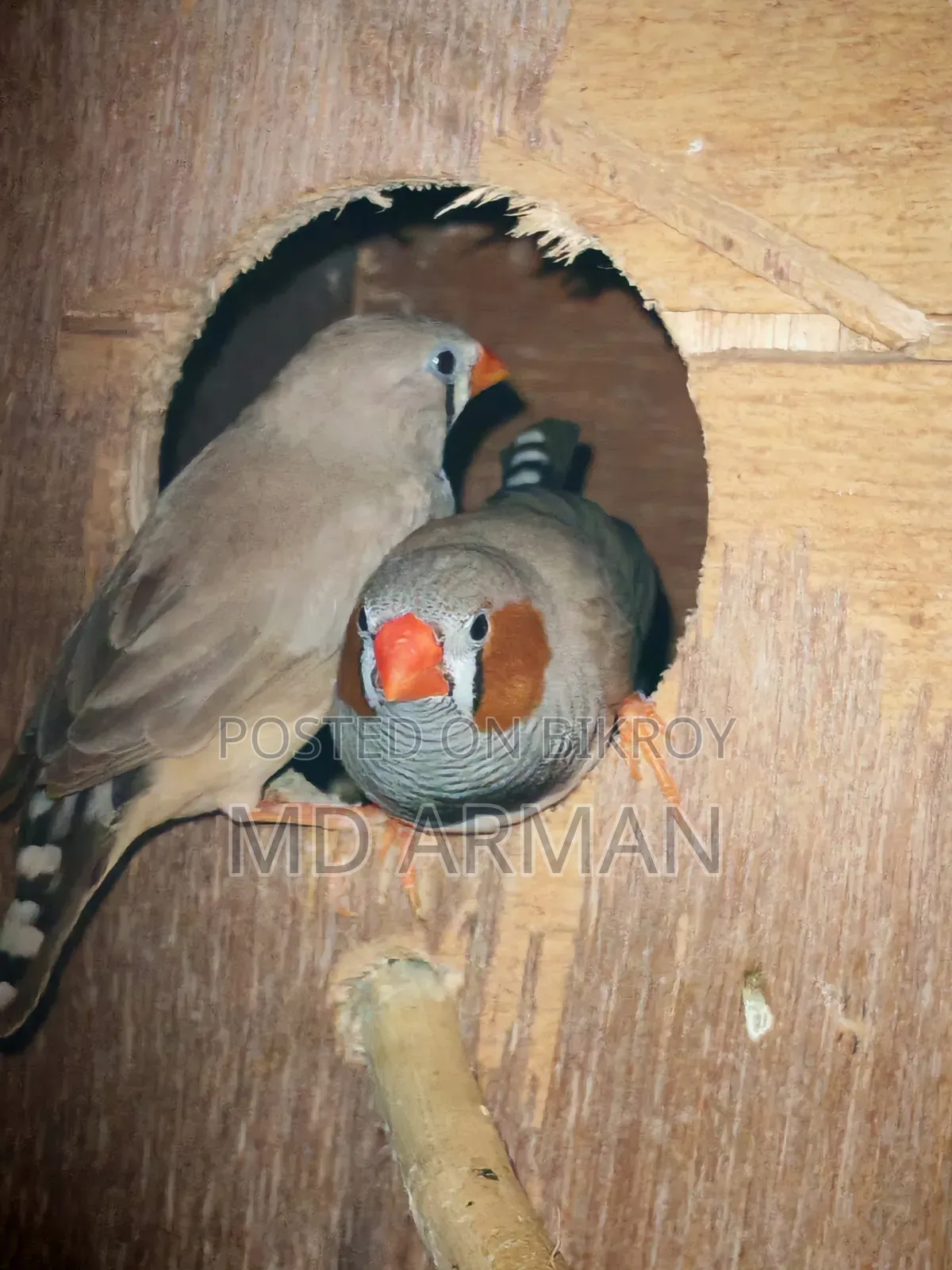 2 Pair Finch + 1 Adult Male Finch