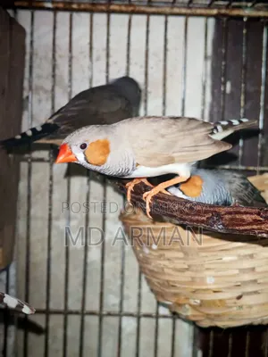 ২ জোড়া ফিঞ্চ + ১টি প্রাপ্তবয়স্ক পুরুষ ফিঞ্চ