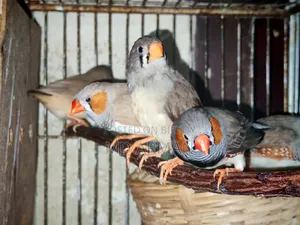 2 Pair Finch + 1 Adult Male Finch