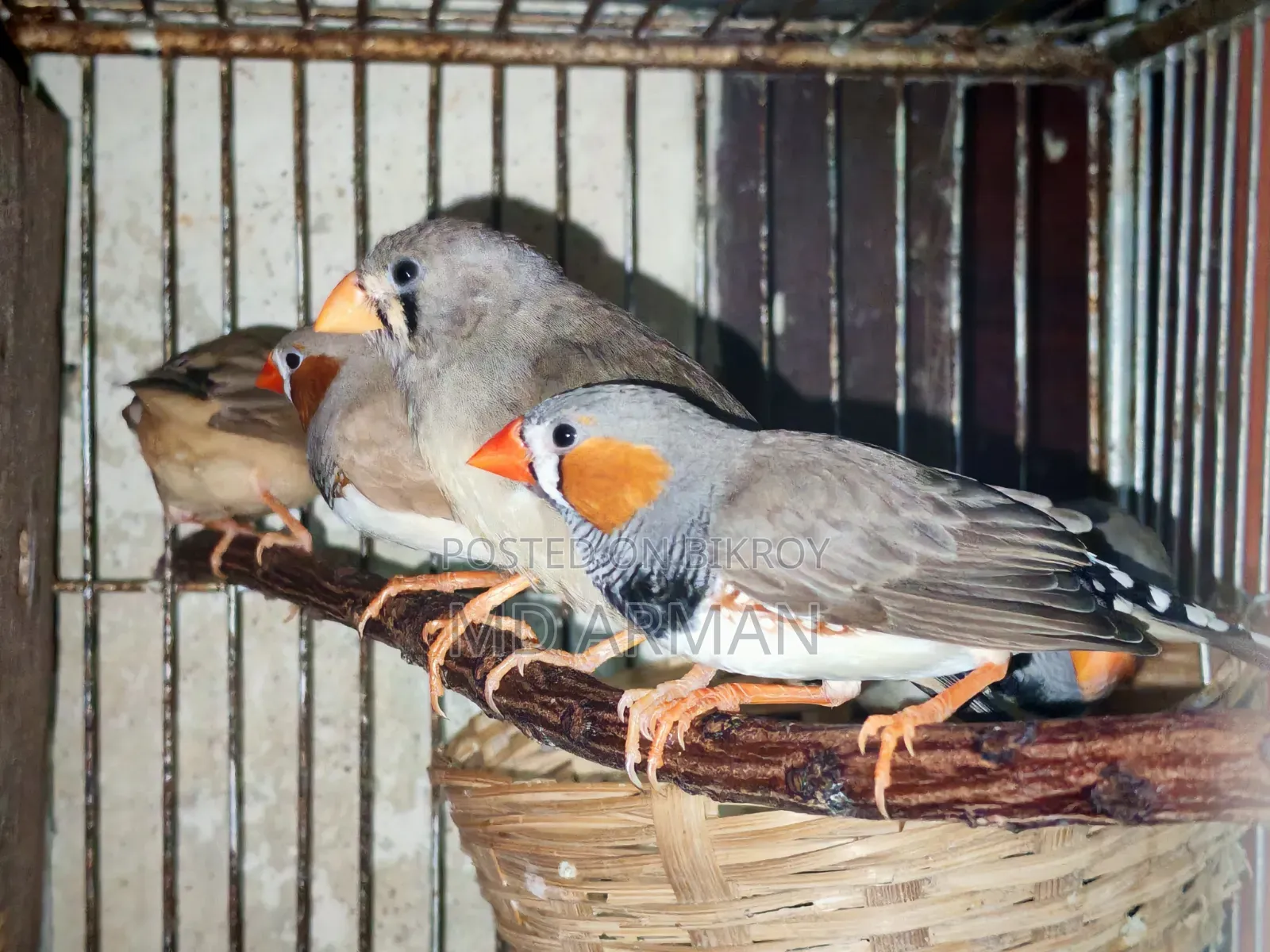2 Pair Finch + 1 Adult Male Finch