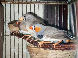 2 Pair Finch + 1 Adult Male Finch