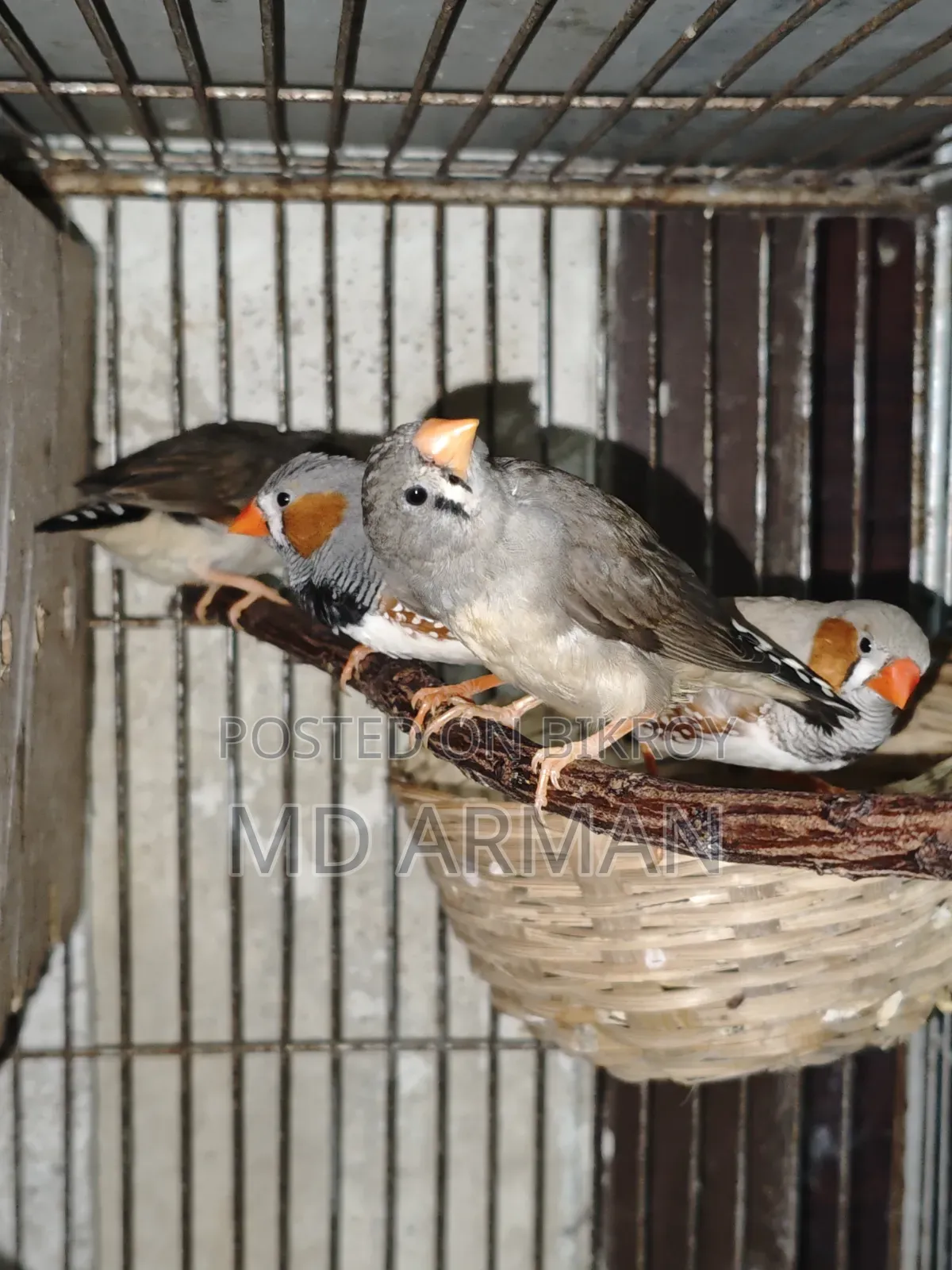 2 Pair Finch + 1 Adult Male Finch