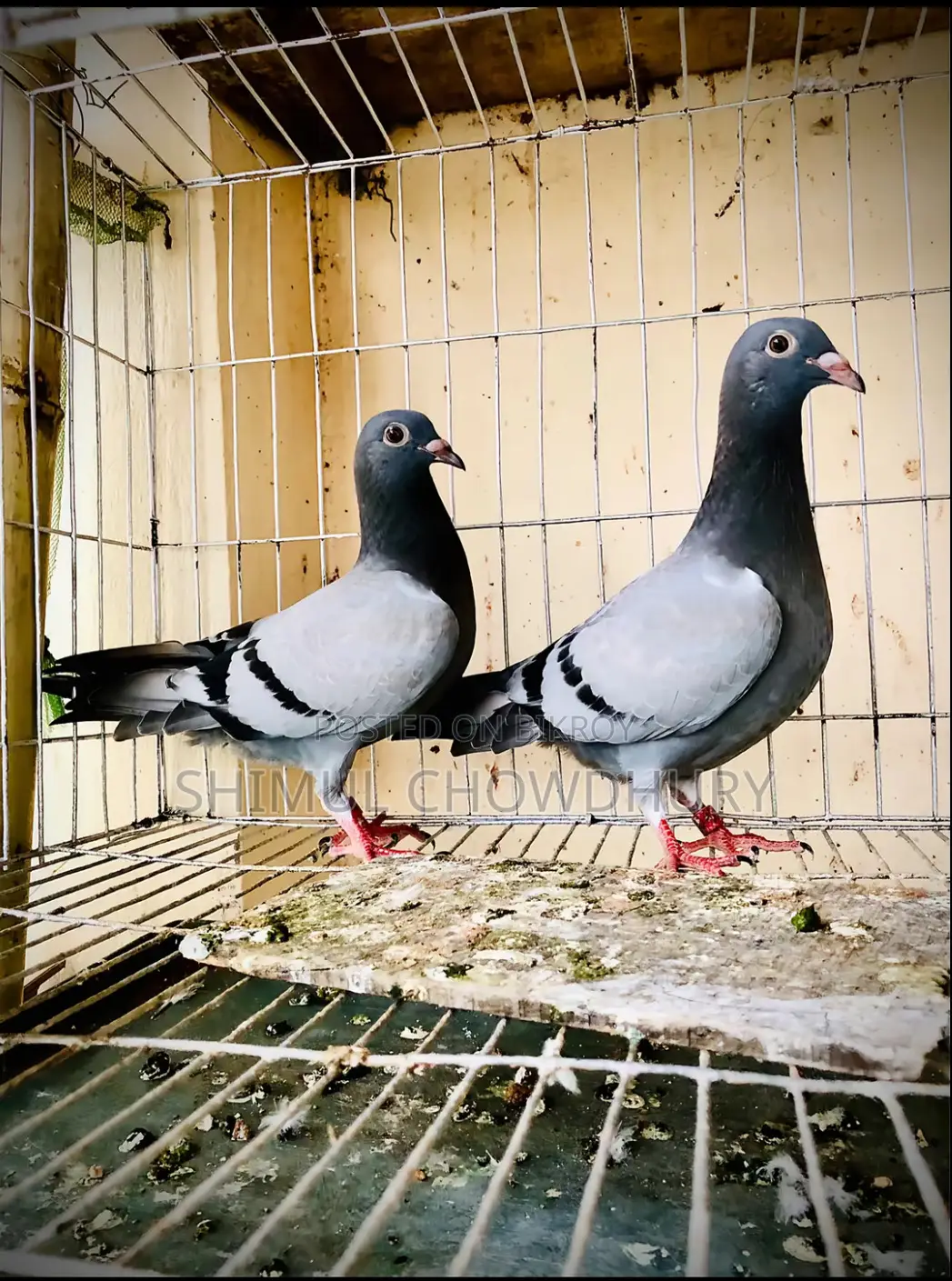 Few pairs of pigeons