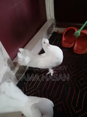 2 Pairs of Pigeons for 2500 Taka