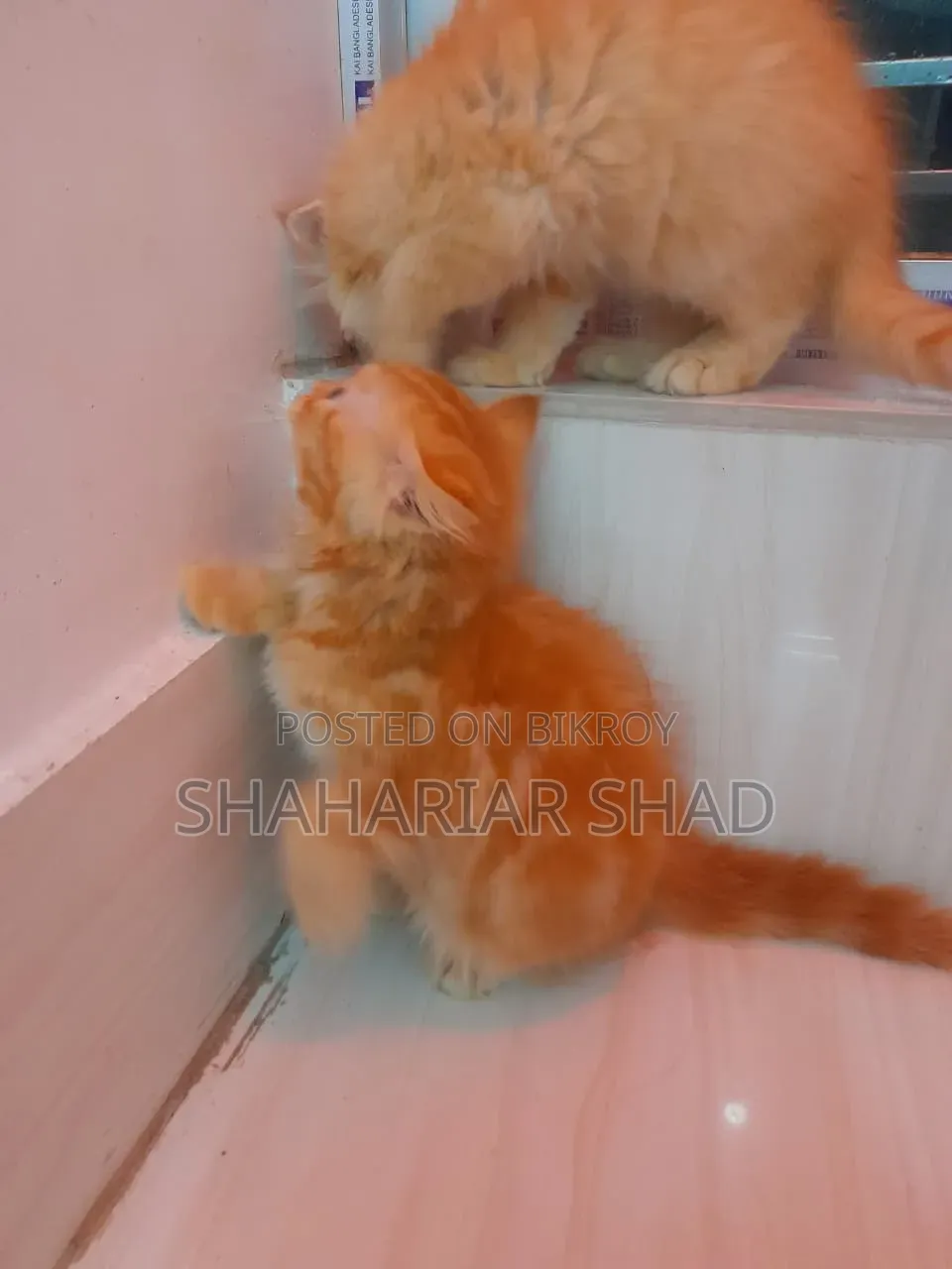 1-3 Months Male Purebred Persian