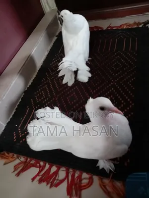 2 Pairs of Pigeons for 2500 Taka
