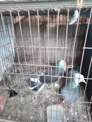 2 Pairs of Pigeons for 2500 Taka