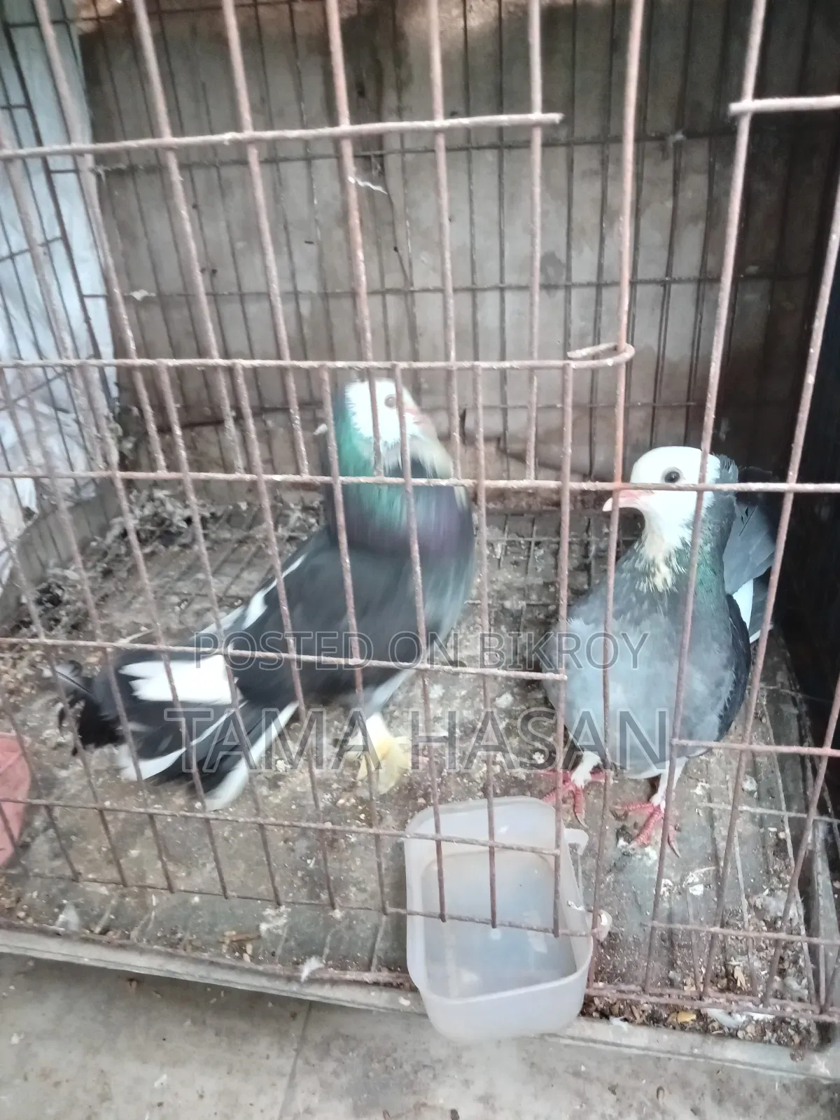2 Pairs of Pigeons for 2500 Taka