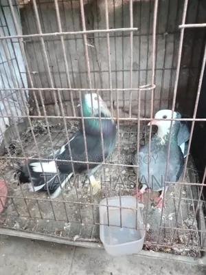 2 Pairs of Pigeons for 2500 Taka