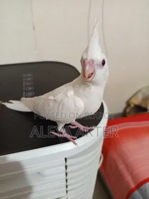 সেলফিড টেম বেবি।