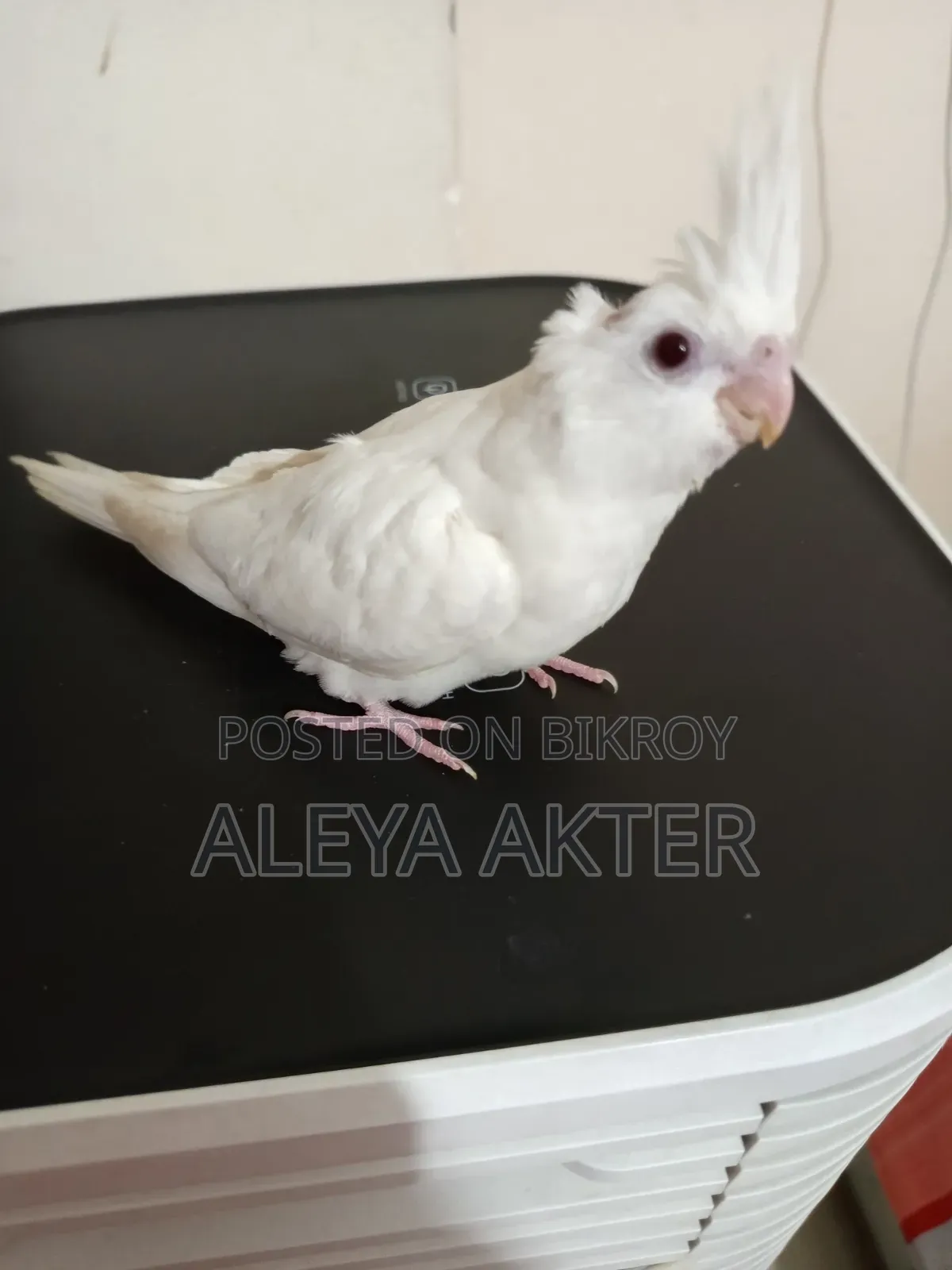 Hand-fed Tame Baby Bird