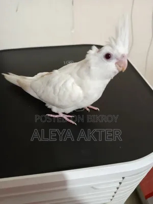 Hand-fed Tame Baby Bird