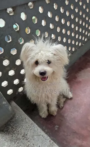 1+ year Male Purebred Lhasa Apso