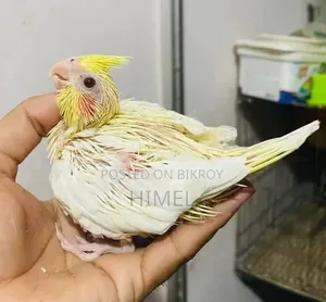 Supar Tem Sije Baby Kokatel