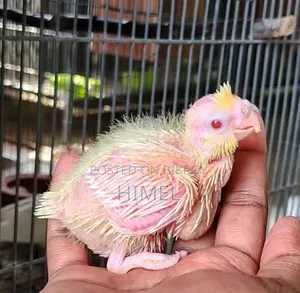 Supar Tem Sije Baby Kokatel