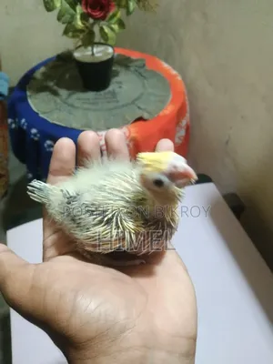 Supar Tem Sije Baby Kokatel