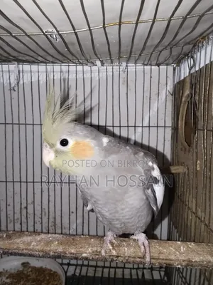 Cockatiel Tame Size
