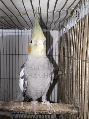 Cockatiel Tame Size