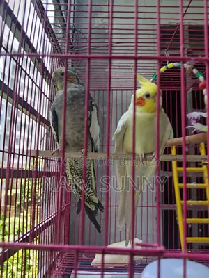 Cockatiel Bird
