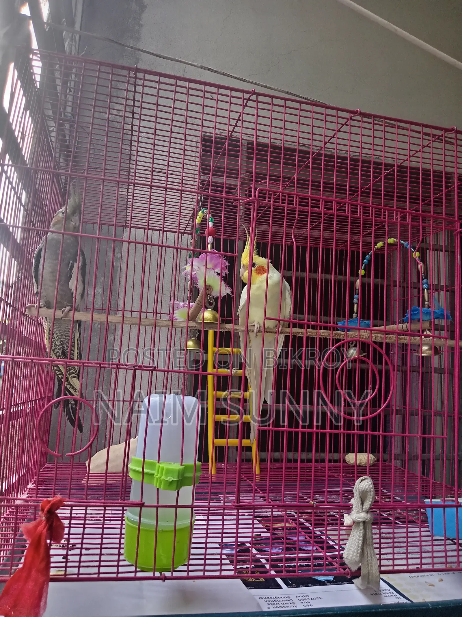 Cockatiel Bird