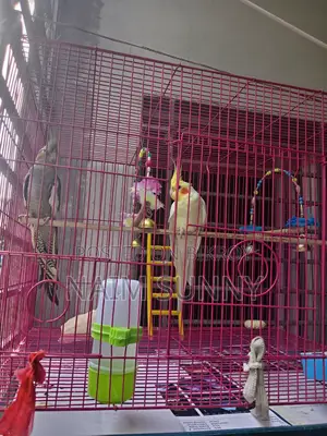 Cockatiel Bird