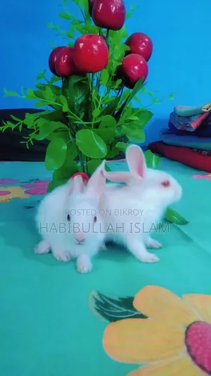 Three beautiful rabbits