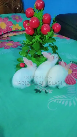 Three beautiful rabbits
