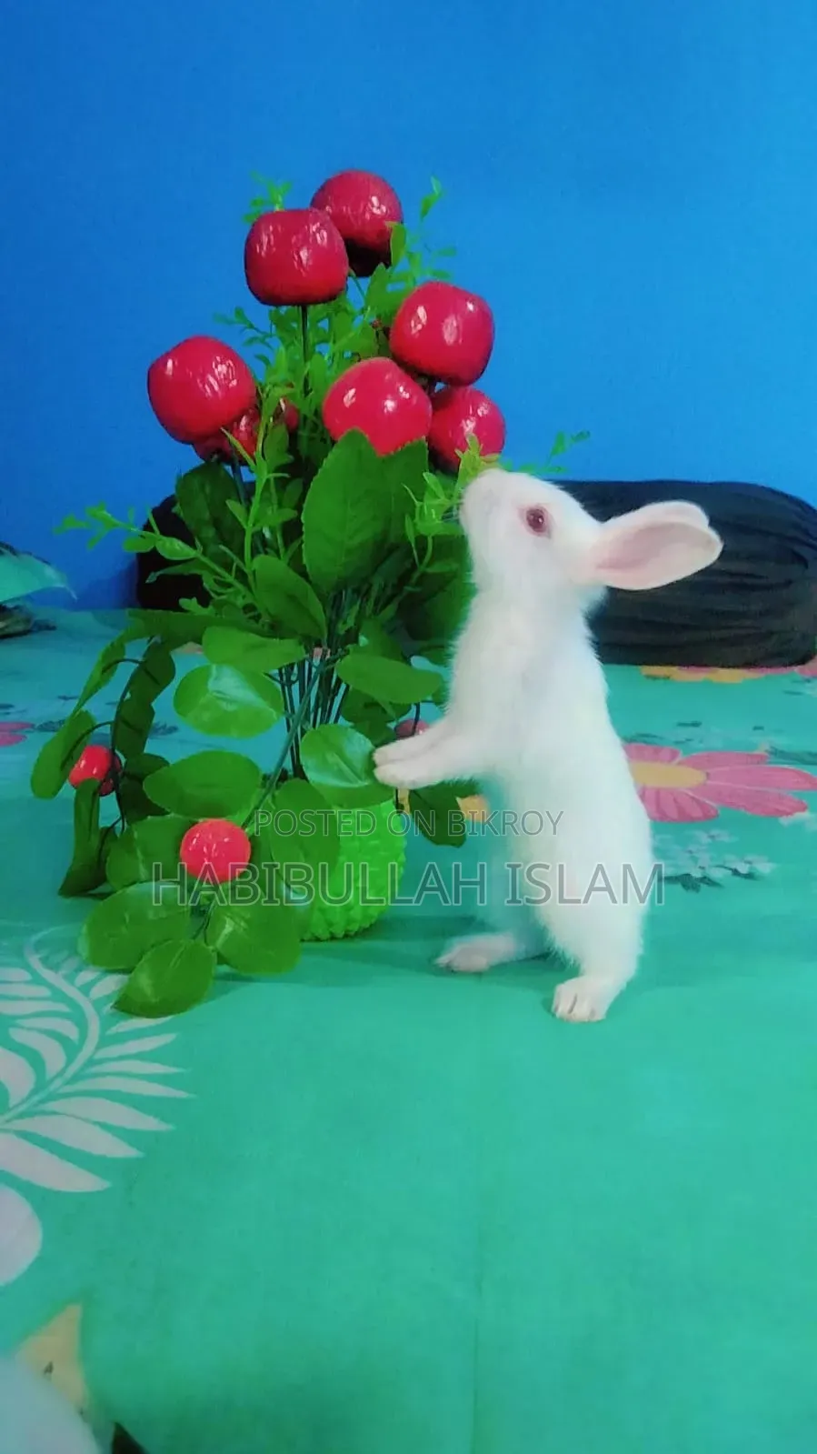 Three beautiful rabbits