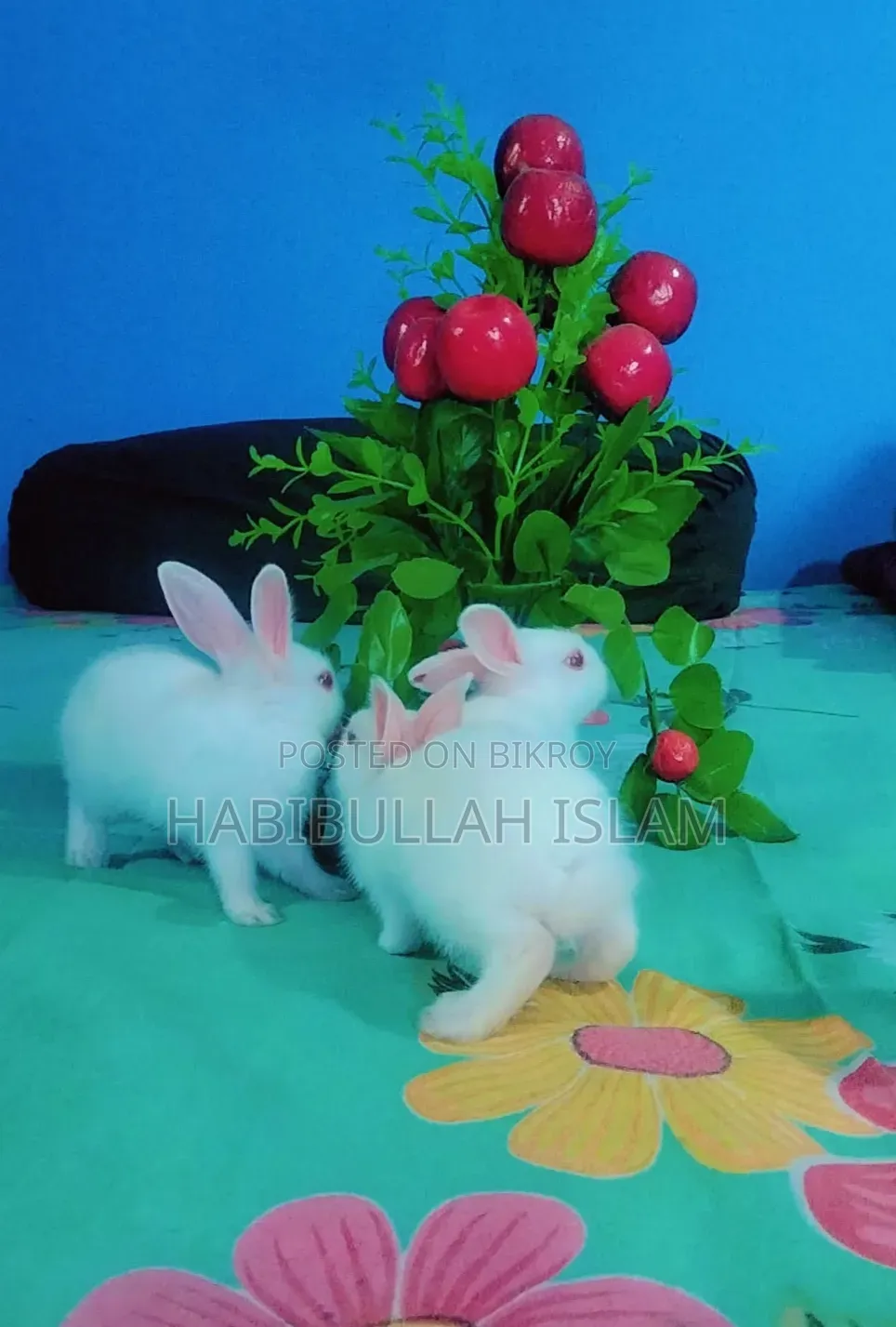 Three beautiful rabbits