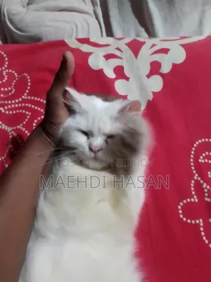 ১+ বছরের ফিমেল পিওর ব্রেড পার্সিয়ান বিড়াল