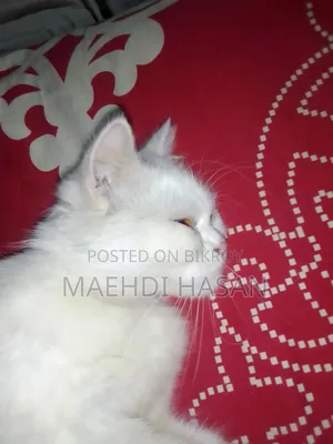 ১+ বছরের ফিমেল পিওর ব্রেড পার্সিয়ান বিড়াল