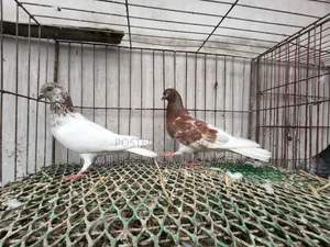 রেড নেক বুদাপেস্ট