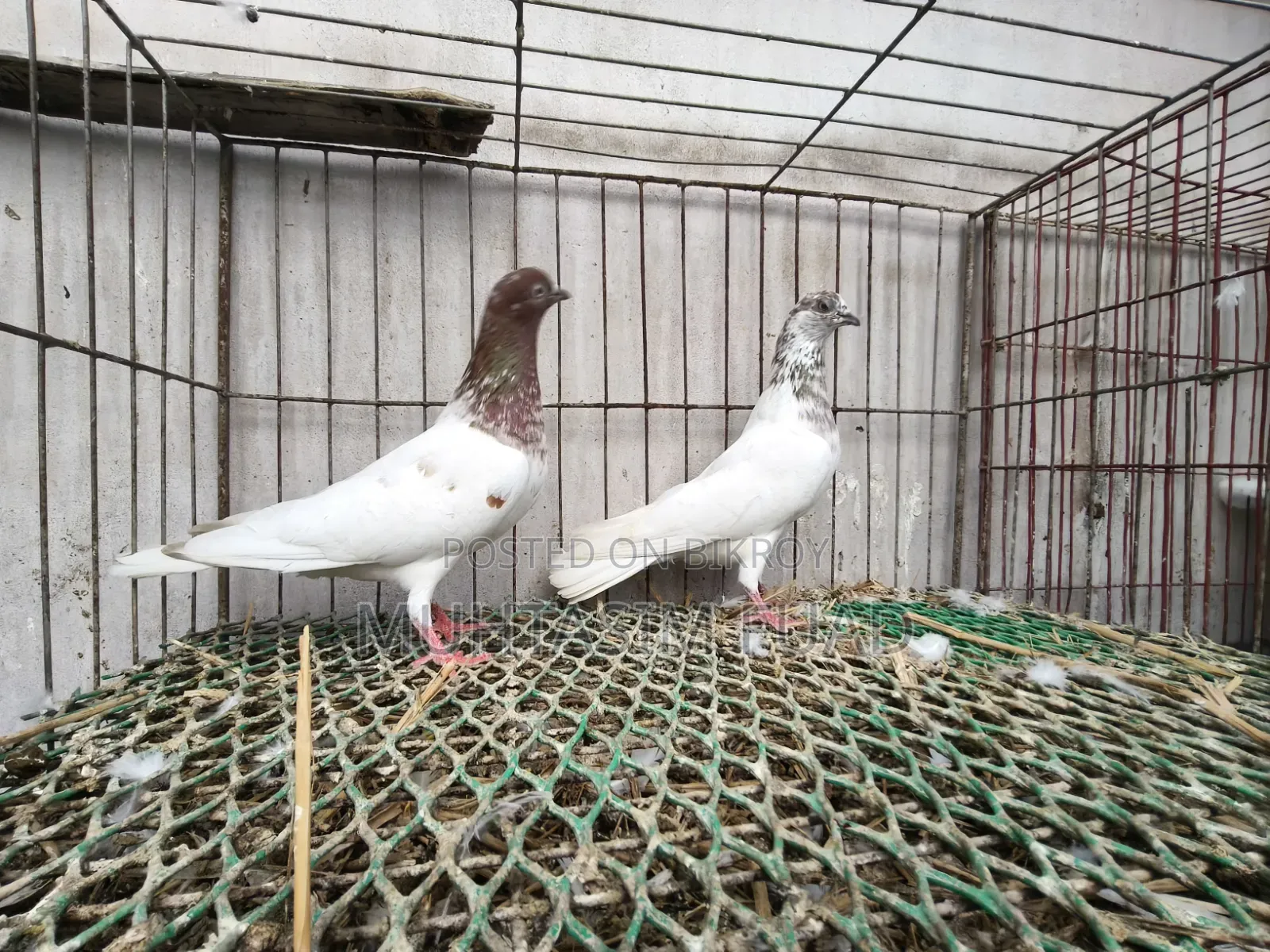 রেড নেক বুদাপেস্ট