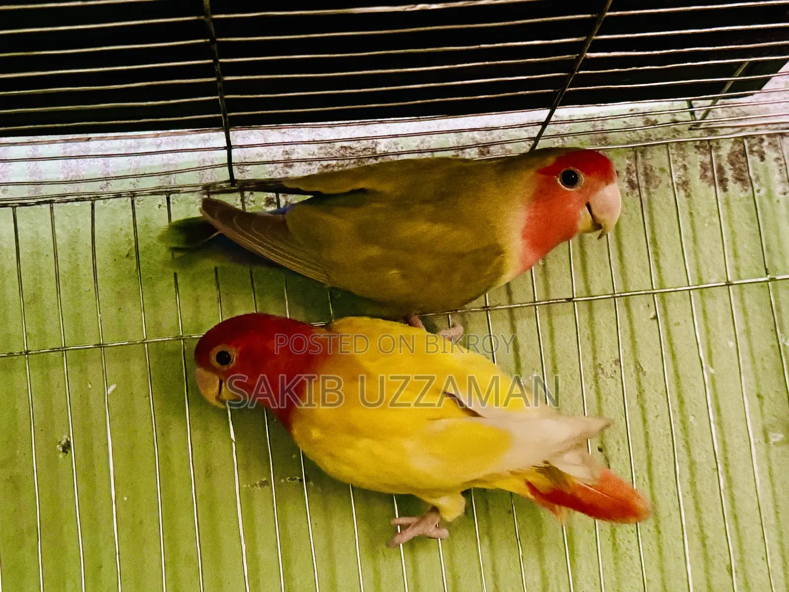 এক জুরা লাভবার্ডস পাখি