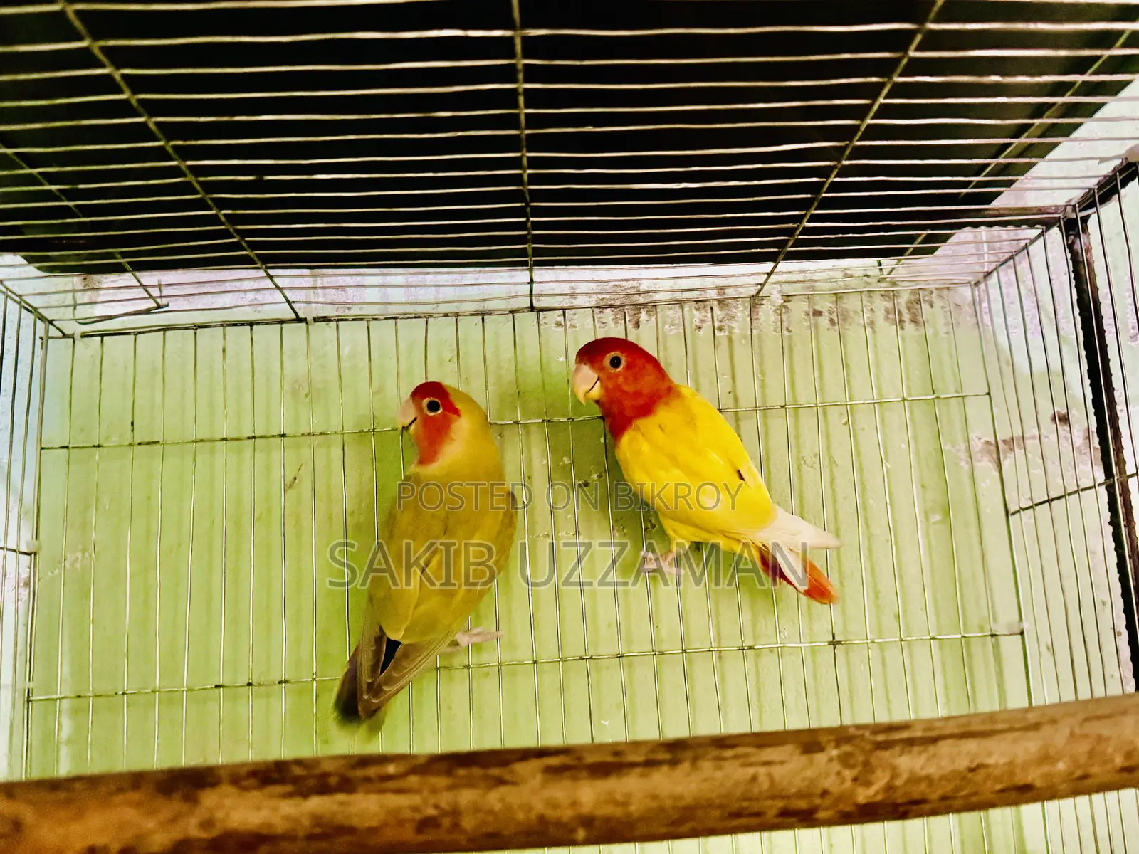 এক জুরা লাভবার্ডস পাখি