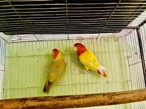 এক জুরা লাভবার্ডস পাখি