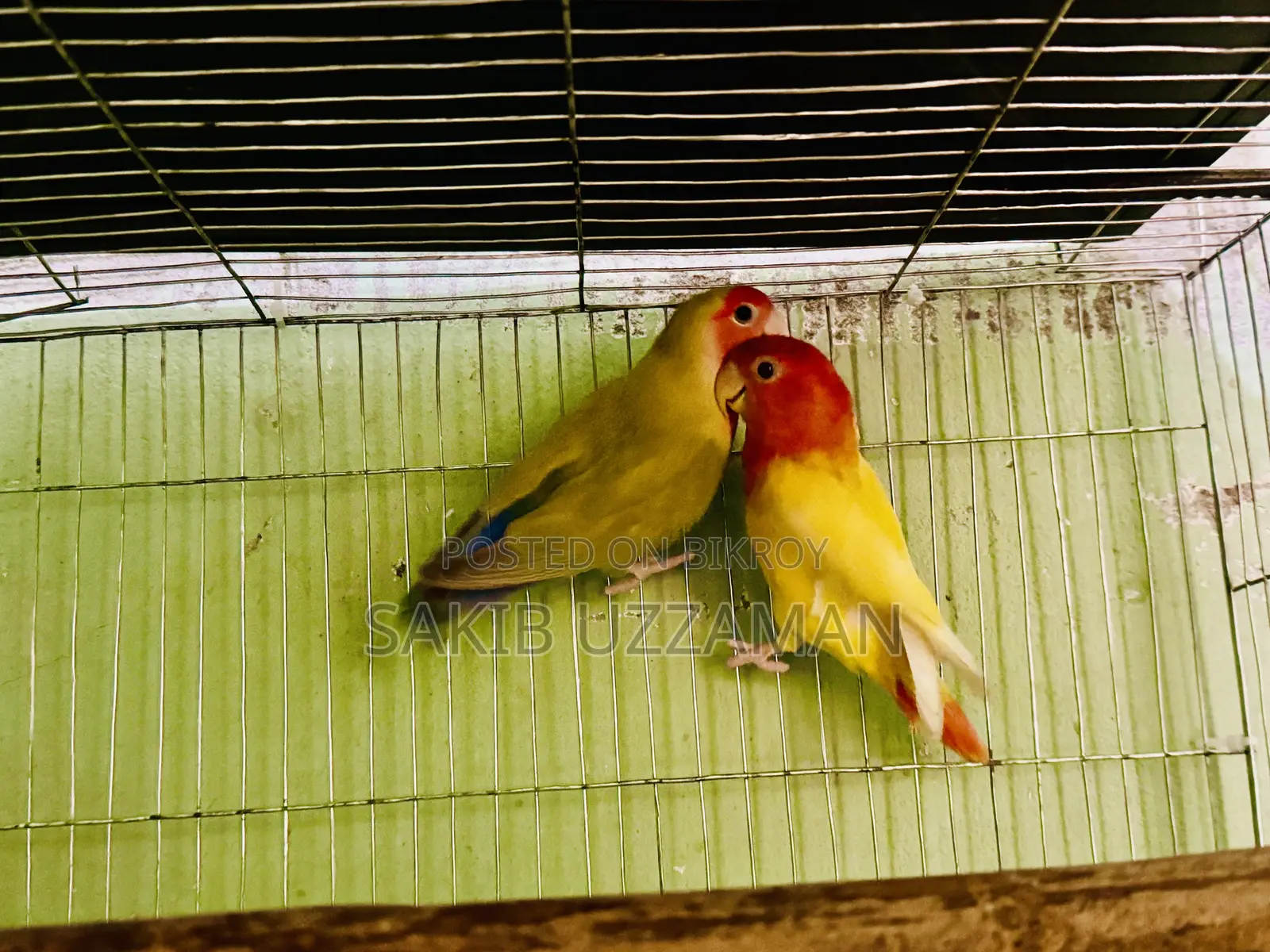 এক জুরা লাভবার্ডস পাখি
