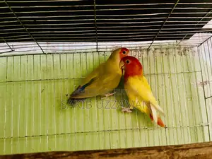 এক জুরা লাভবার্ডস পাখি